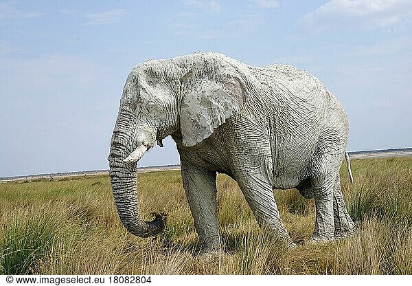 African elephant (Loxodonta africana)  covered in white mud  Etosha National Park  Republic of Namibia