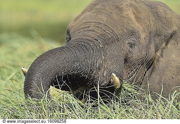 African Elephant (Loxodonta africana) eating in river  Chobe  Botswana