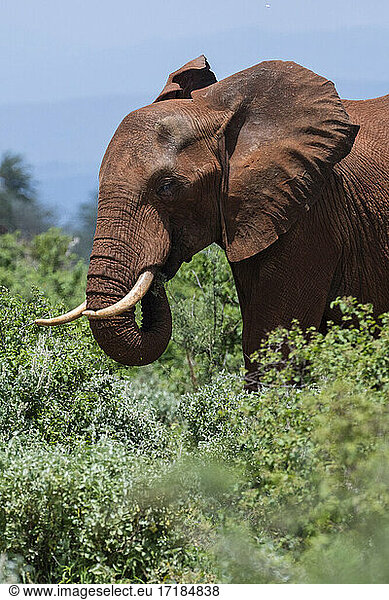 African elephant (Loxodonta africana) eating  Tsavo  Kenya.