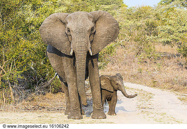 African elephant (Loxodonta africana)  female and young  Sabi Sands Reserve  South Africa