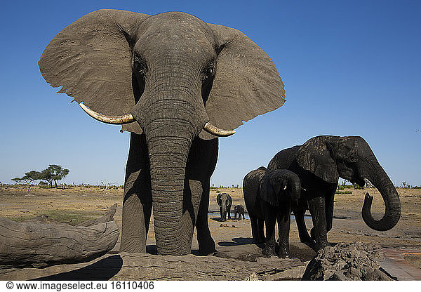 African Elephant (Loxodonta africana)  Hwange National Park  Zimbabwe