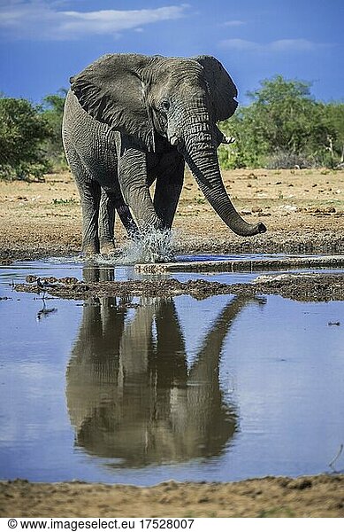 African elephant (Loxodonta africana)  male drinking at a waterhole  Etosha National Park  Namibia  Africa