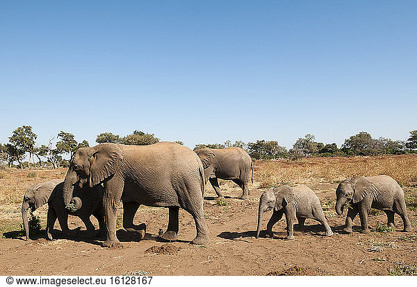 African elephant (Loxodonta africana)  Mashatu Game Reserve  Botswana.