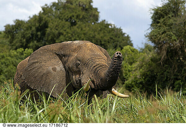 African Elephant (Loxodonta africana)  Murchison Falls National Park  Uganda
