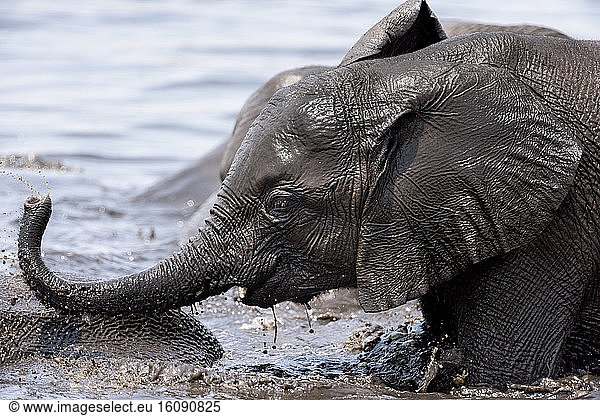 African Elephant (Loxodonta Africana) playing at the waterhole  Etosha  Namibia