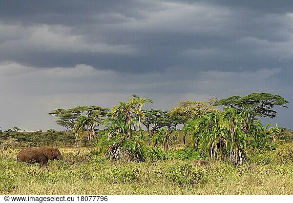 African Elephant (Loxodonta africana)  Tanzania  Africa