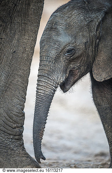 African elephant (Loxodonta africana)  young elephant under his mother  Elephant sands  Botswana