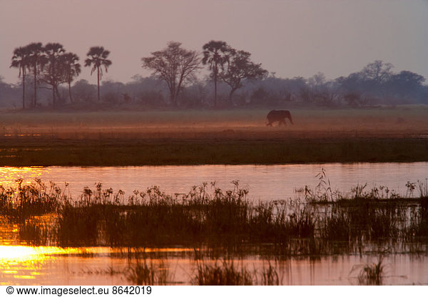 African elephant  Okavango Delta  Botswana
