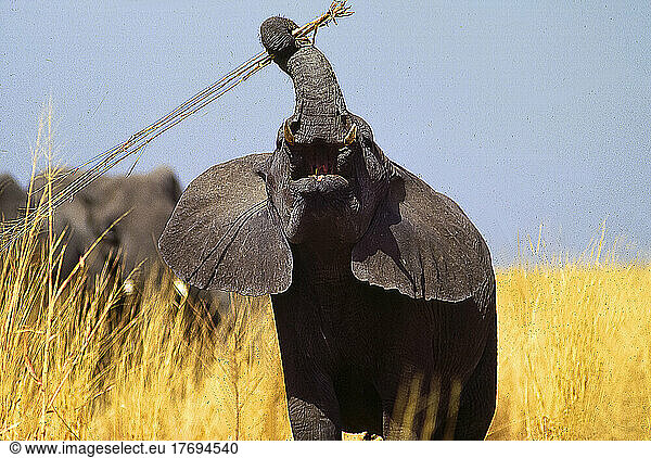 African elephant threatening Cameroun  