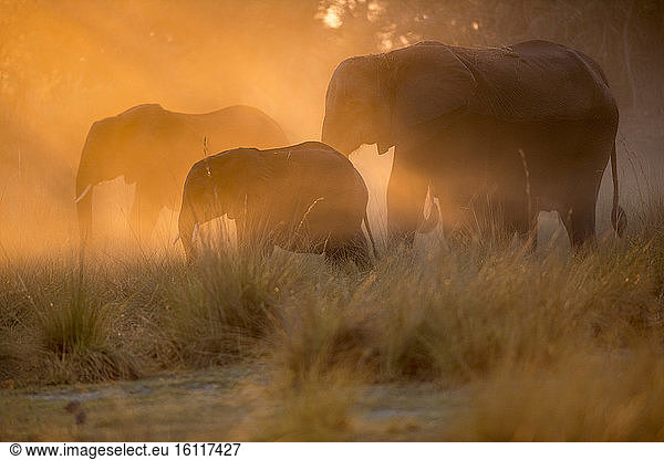 African Elephants (Loxodonta africana) at dusk  Bwabwata  Caprivi  Namibie