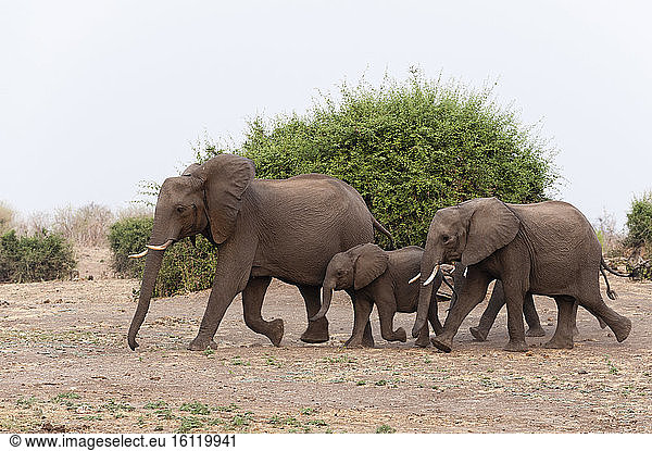 African elephants (Loxodonta africana)  Chobe National Park  Botswana