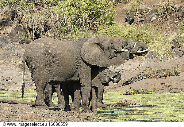 African elephants (Loxodonta africana) drinking from a drying river  Kruger NP  South Africa