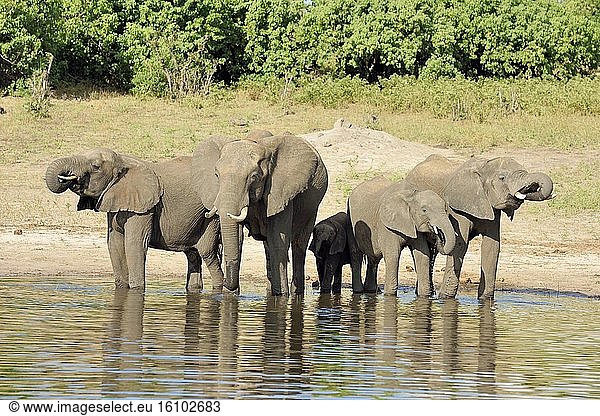 African Elephants (Loxodonta africana) Drinking on the Bank  Chobe  Botswana