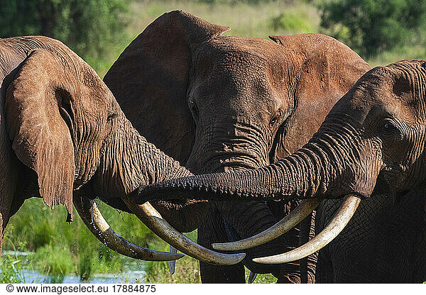African elephants (Loxodonta africana)  Lualenyi  Tsavo Conservation Area  Kenya.