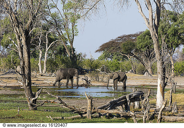 African elephants (Loxodonta africana) Okavango Delta Botswana