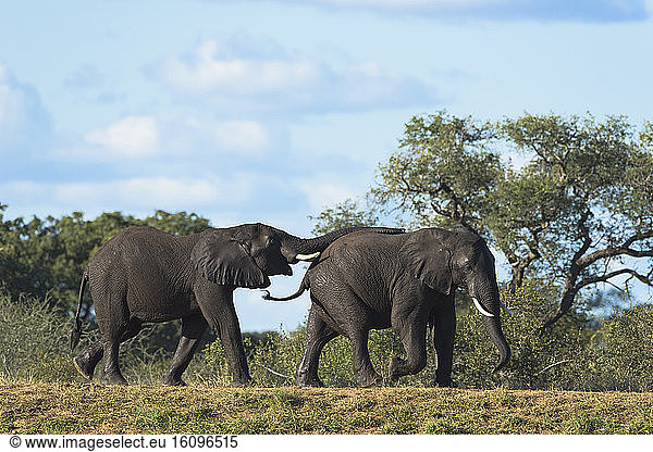 African Elephants (Loxodonta Africana) playing  Kruger national park  South Africa