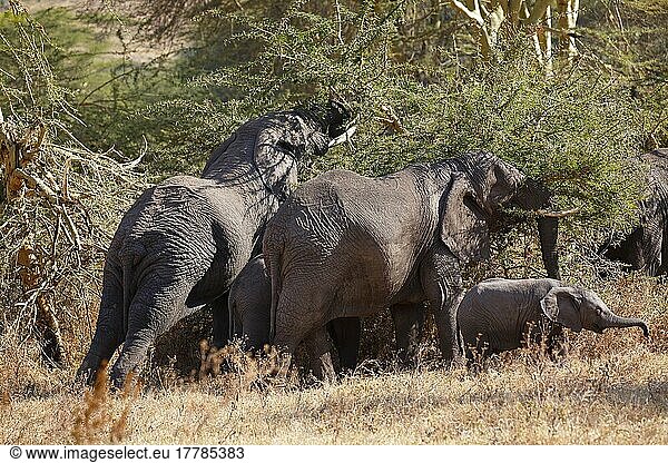 African elephants (Loxodonta africana) with young  Ngorongoro Crater  Serengeti National Park  UNESCO World Heritage Site  Tanzania  Africa