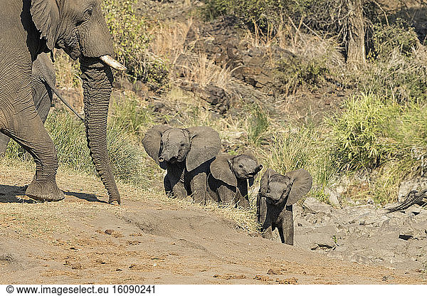 African elephants (Loxodonta africana) young on bank  Kruger NP  South Africa