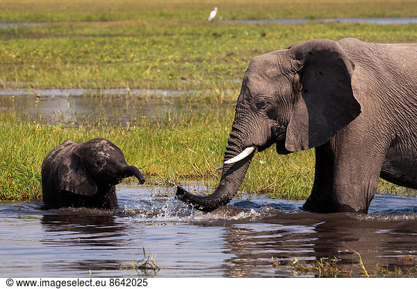 African elephants  Okavango Delta  Botswana
