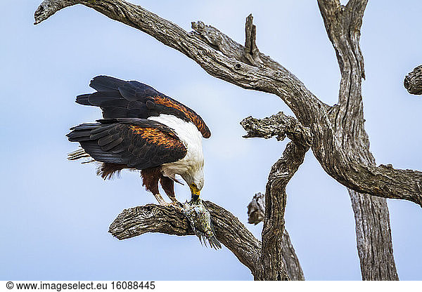 African Fish Eagle (Haliaeetus vocifer) eating a fish on a branch  Kruger national park  South Africa