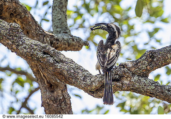 African Grey Hornbill (Tockus nasutus) feeding on a branch  Kruger national park  South Africa
