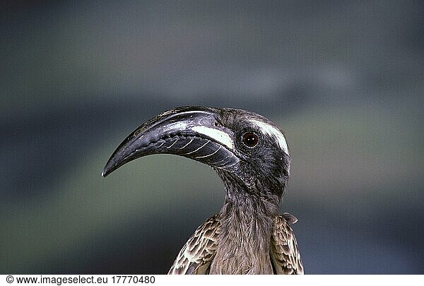African grey hornbill (Tockus nasutus)  Grey Hornbill  Hornbills  Animals  Birds  Grey Hornbill Close up of head