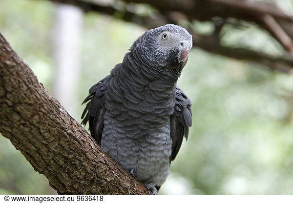 African Grey Parrot (Psittacus erithacus) perching on branch