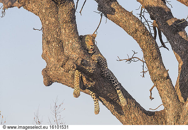 African Leopard (Panthera pardus pardus)  resting in a tree with a prey  Kalahari reserve  South African Republic