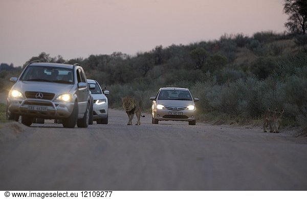 African lion (Panthera leo) - Male on the road  Kgalagadi Transfrontier Park  Kalahari desert  South Africa/Botswana.