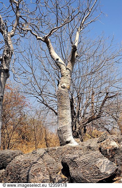 African moringo or moringo tree (Moringa ovalifolia) is a deciduous tree endemic to Namibia and south Angola. The rock is a fossil stromatolite. This photo was taken in Etosha National Park  Namibia.