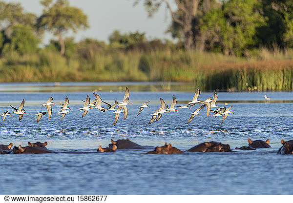 African Skimmers fliegt über einen Fluss mit Flusspferd im Vordergrund