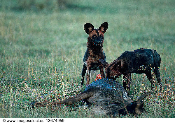 African wild dogs  also called cape hunting dogs (Lycaon pictus)  with wildebeest kill  Masai Mara  Kenya.