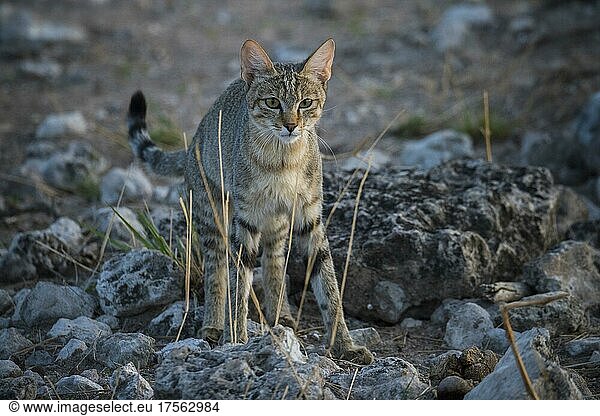 African wildcat (Felis silvestris lybica)  male  Etosha National Park  Namibia  Africa