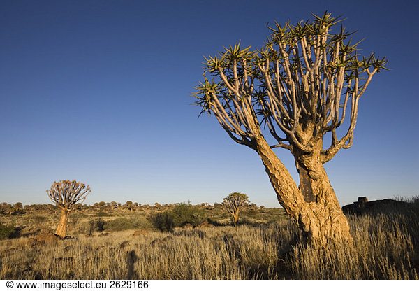 Afrika,  Namibia,  Köcherbäume (Aloe dichotoma)