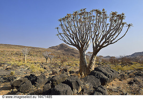 Afrika,  Namibia,  Köcherbaum,  Aloe-Dichotom,  Namib-Wüste,  Namib-Naukluft-Gebirge