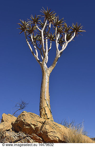 Afrika,  Namibia,  Köcherbaum,  Aloe-Dichotom