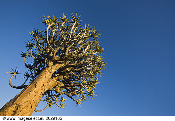 Afrika,  Namibia,  Köcherbaum (Aloe dichotoma),  Flachwinkelansicht