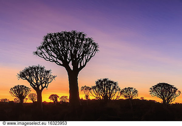 Afrika,  Namibia,  Keetmanshoop,  Köcherbaumwald bei Sonnenaufgang