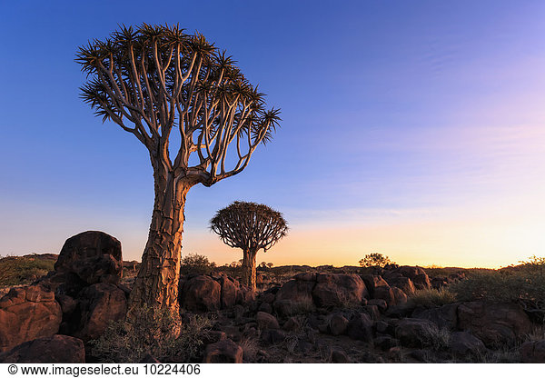 Afrika,  Namibia,  Keetmanshoop,  Köcherbaumwald bei Sonnenuntergang