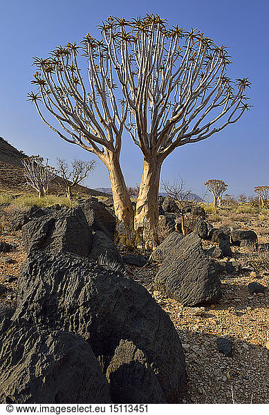 Afrika,  Namibia,  Namib Naukluft-Gebirge,  Namib-Wüste,  Köcherbaum,  Aloe-Dichotom