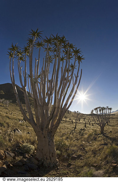Afrika,  Namibia,  Röhrenbäume (Aloe dichotoma)
