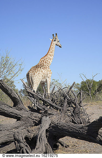 Afrika  Botswana  Okavango-Delta  Giraffe  Rückansicht
