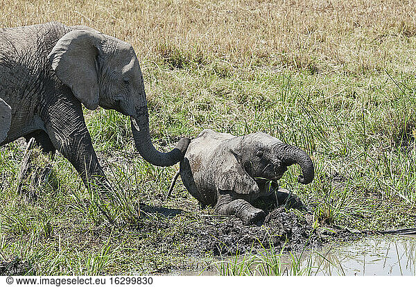 Afrika  Kenia  Afrikanischer Elefant mit Jungtier im Maasai Mara National Reserve