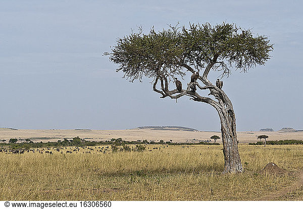 Afrika  Kenia  Geier sitzen auf einem Baum im Maasai Mara National Reserve
