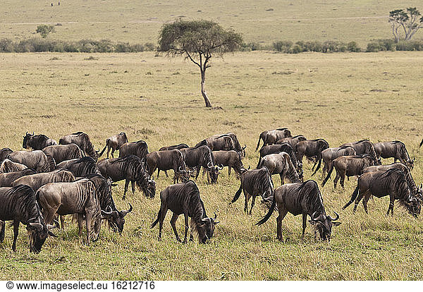 Afrika  Kenia  Gruppe von Streifengnus im Maasai Mara National Park