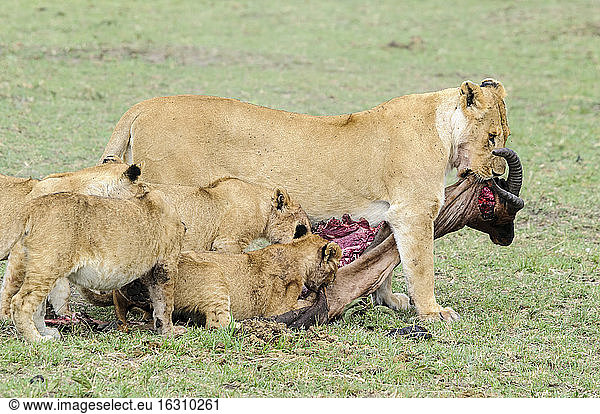Afrika  Kenia  Löwe und Jungtiere fressen Tsessebe im Maasai Mara National Reserve