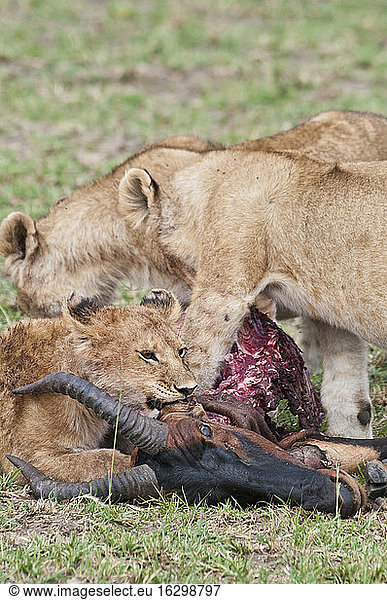 Afrika  Kenia  Löwen fressen Tsessebe im Maasai Mara National Reserve