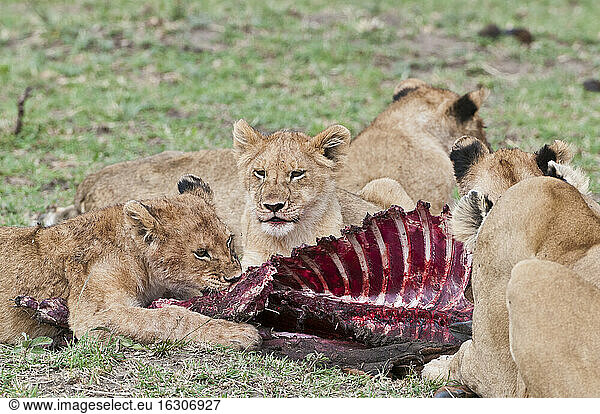 Afrika  Kenia  Löwen fressen Tsessebe im Maasai Mara National Reserve
