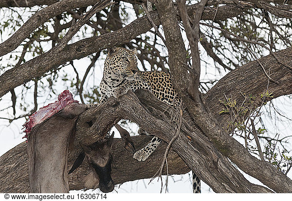 Afrika  Kenia  Leopard füttert Streifengnu auf einem Baum im Maasai Mara National Reserve