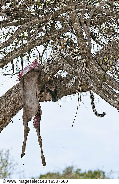 Afrika  Kenia  Leopard füttert Streifengnu auf einem Baum im Maasai Mara National Reserve